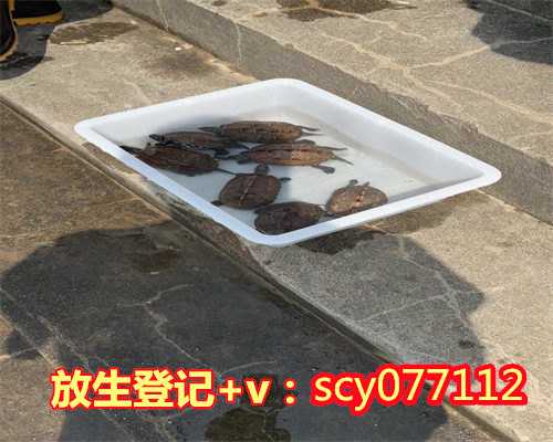 广州红鲤鱼去哪里放生，广州求姻缘比较灵的寺庙？谢谢了。