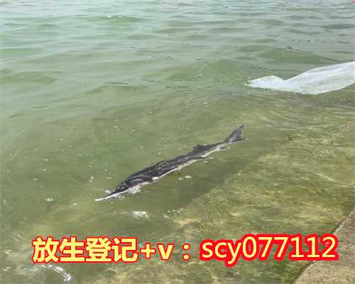 南京放生的地方有哪些，南京渔民捕获1米多长“胭脂鱼王”已就地放生
