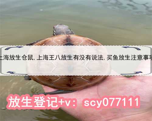 上海放生仓鼠,上海王八放生有没有说法,买鱼放生注意事项